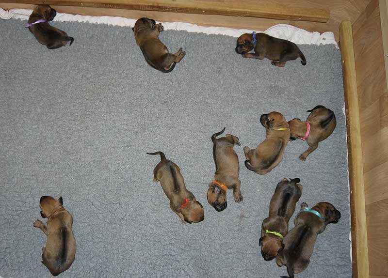 Die Welpen von Rhodesian Ridgeback Hündin Imuna in der zweiten Lebenswoche