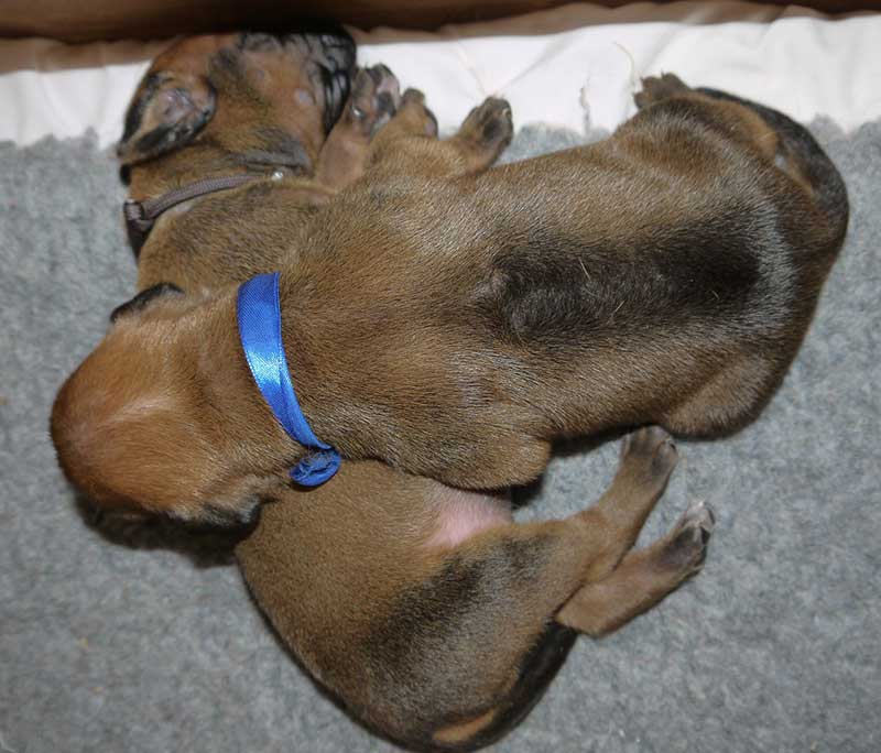 Die Welpen von Rhodesian Ridgeback Hündin Imuna in der zweiten Lebenswoche