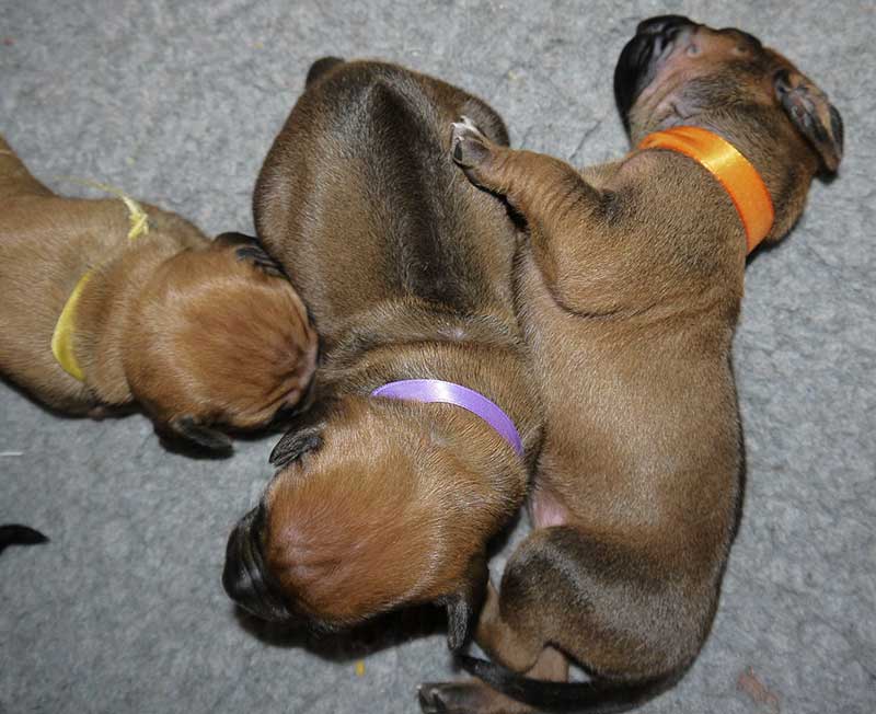Die Welpen von Rhodesian Ridgeback Hündin Imuna in der zweiten Lebenswoche