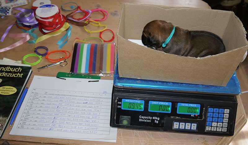 Die Welpen von Rhodesian Ridgeback Hündin Imuna in der zweiten Lebenswoche