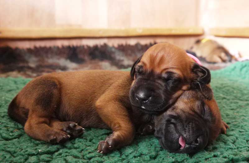 Die Welpen von Rhodesian Ridgeback Hündin Imuna in der zweiten Lebenswoche