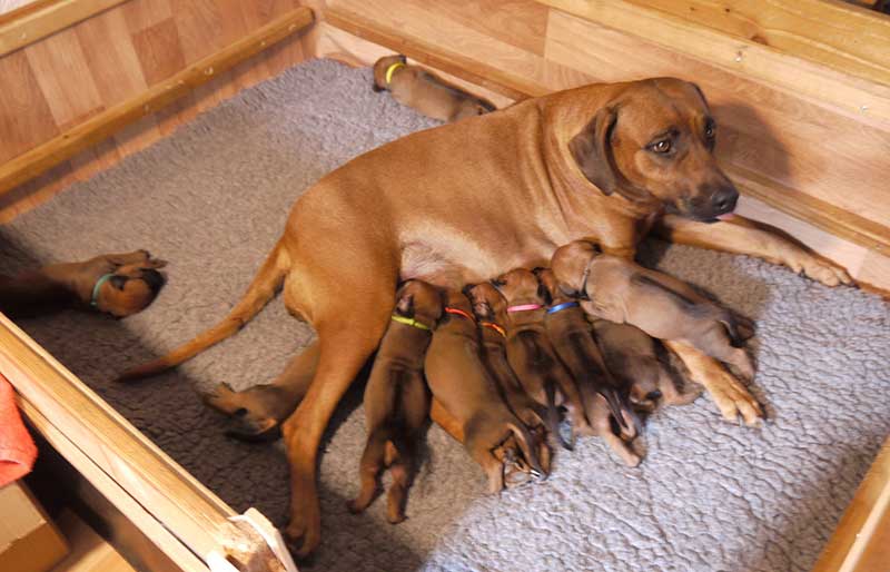 Die Welpen von Rhodesian Ridgeback Hündin Imuna in der zweiten Lebenswoche