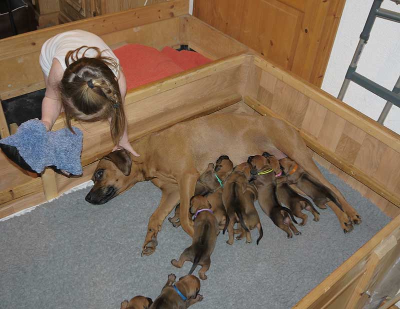 Die Welpen von Rhodesian Ridgeback Hündin Imuna in der zweiten Lebenswoche