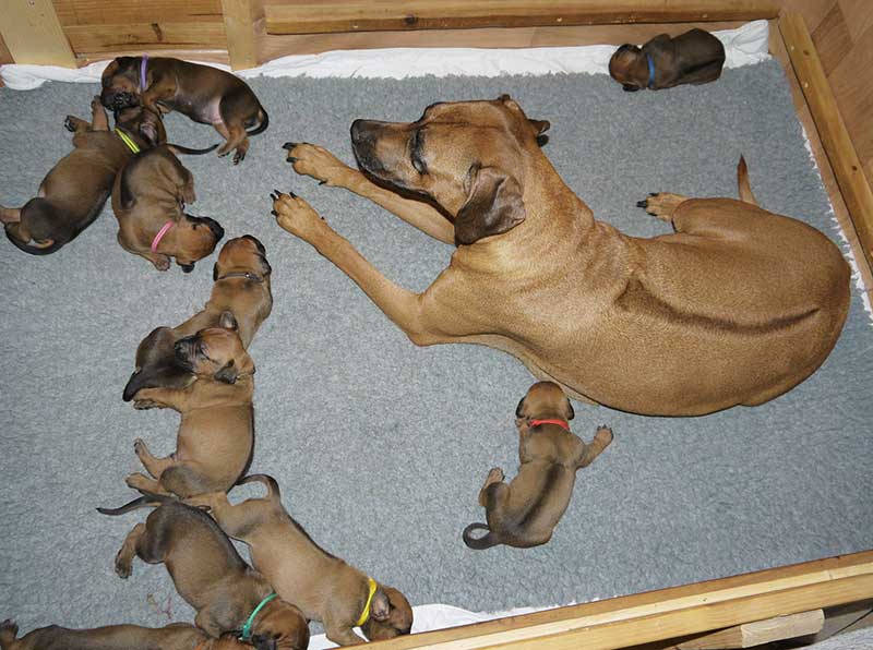 Die Welpen von Rhodesian Ridgeback Hündin Imuna in der dritten Lebenswoche