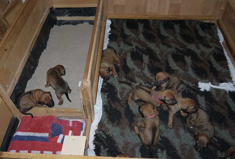 Die Welpen von Rhodesian Ridgeback Hündin Imuna in der dritten Lebenswoche