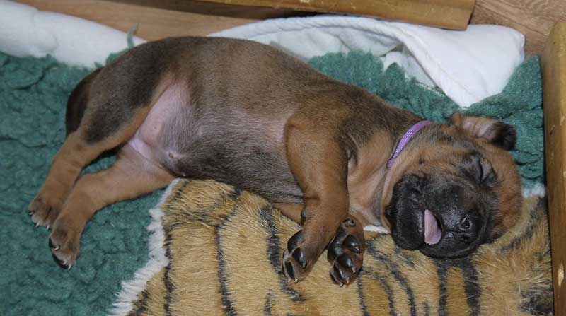 Die Welpen von Rhodesian Ridgeback Hündin Imuna in der dritten Lebenswoche