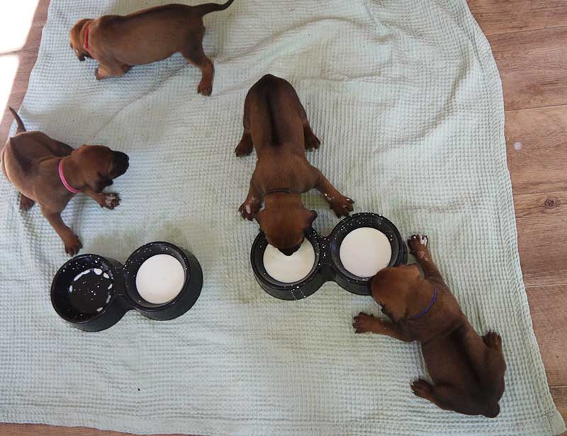 Die Welpen von Rhodesian Ridgeback Hündin Imuna in der dritten Lebenswoche