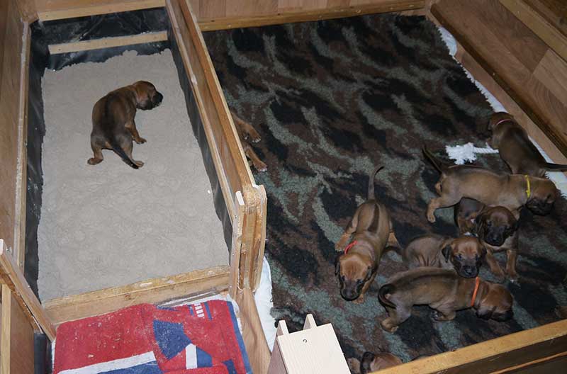 Die Welpen von Rhodesian Ridgeback Hündin Imuna in der dritten Lebenswoche