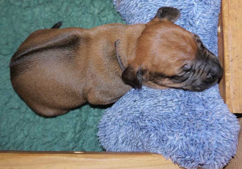 Die Welpen von Rhodesian Ridgeback Hündin Imuna in der dritten Lebenswoche