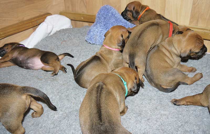 Die Welpen von Rhodesian Ridgeback Hündin Imuna in der dritten Lebenswoche