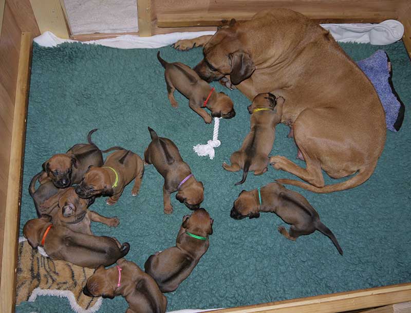 Die Welpen von Rhodesian Ridgeback Hündin Imuna in der dritten Lebenswoche
