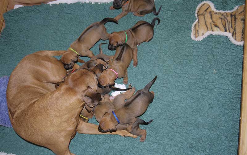 Die Welpen von Rhodesian Ridgeback Hündin Imuna in der dritten Lebenswoche