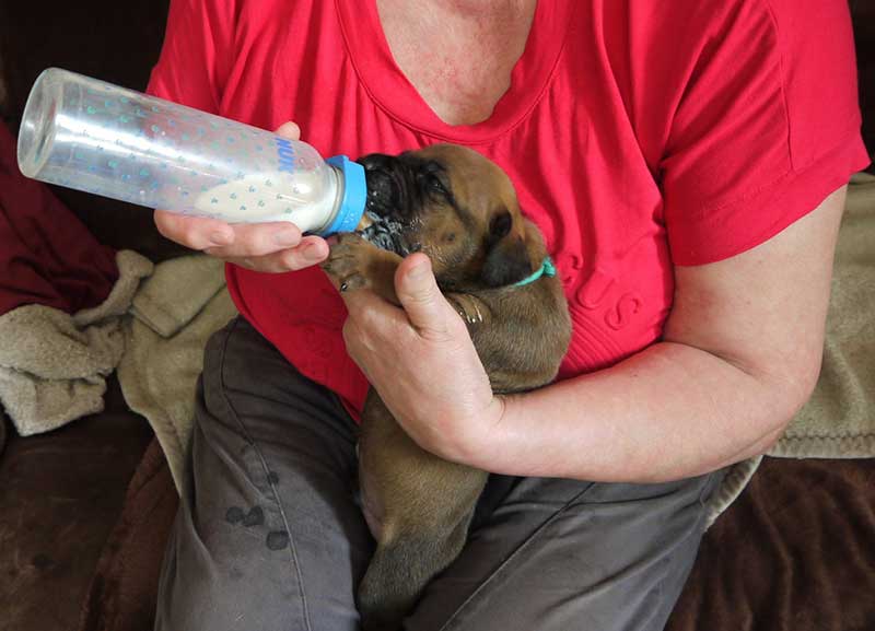 Die Welpen von Rhodesian Ridgeback Hündin Imuna in der dritten Lebenswoche