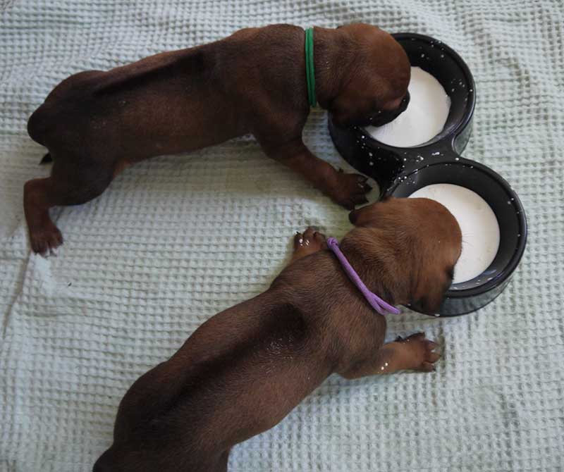 Die Welpen von Rhodesian Ridgeback Hündin Imuna in der dritten Lebenswoche