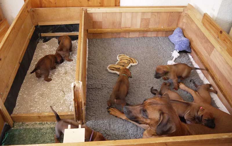 Die Welpen von Rhodesian Ridgeback Hündin Imuna in der vierten Lebenswoche