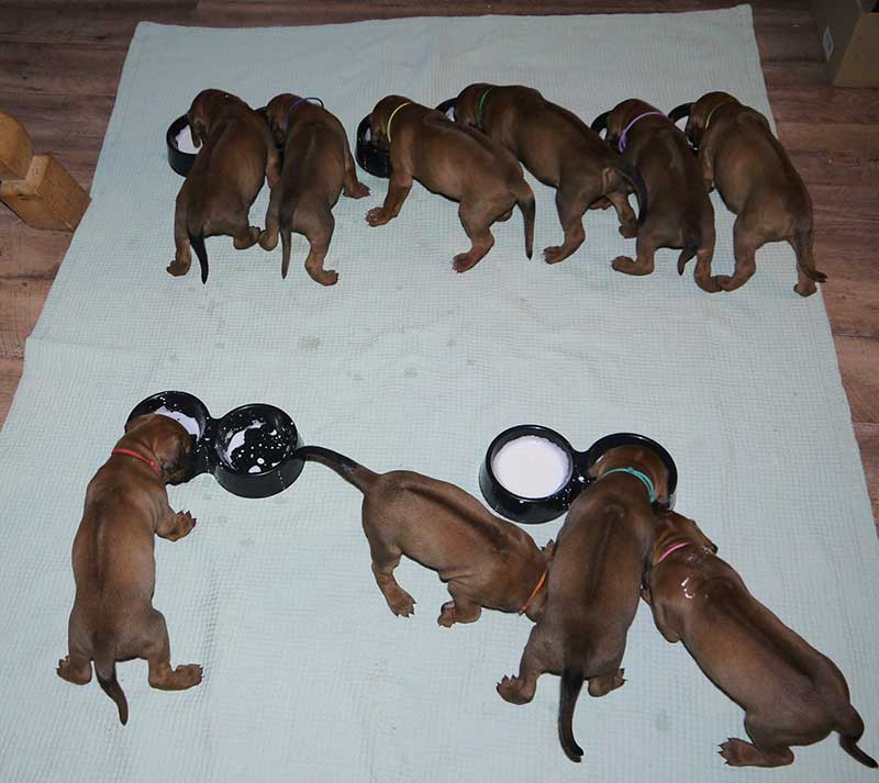 Die Welpen von Rhodesian Ridgeback Hündin Imuna in der vierten Lebenswoche