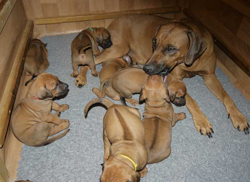 Die Welpen von Rhodesian Ridgeback Hündin Imuna in der vierten Lebenswoche