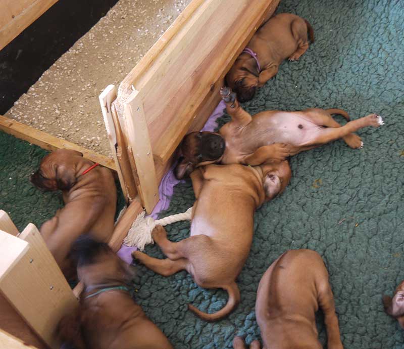 Die Welpen von Rhodesian Ridgeback Hündin Imuna in der vierten Lebenswoche
