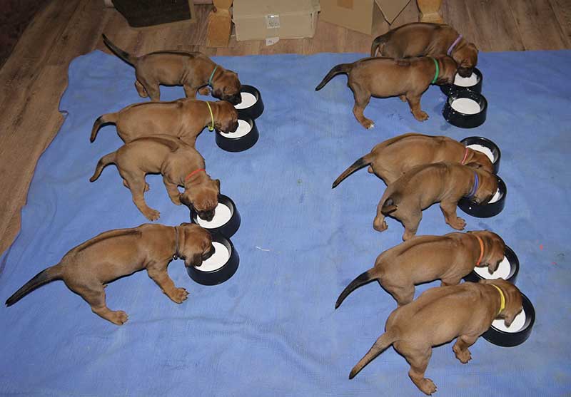 Die Welpen von Rhodesian Ridgeback Hündin Imuna in der vierten Lebenswoche