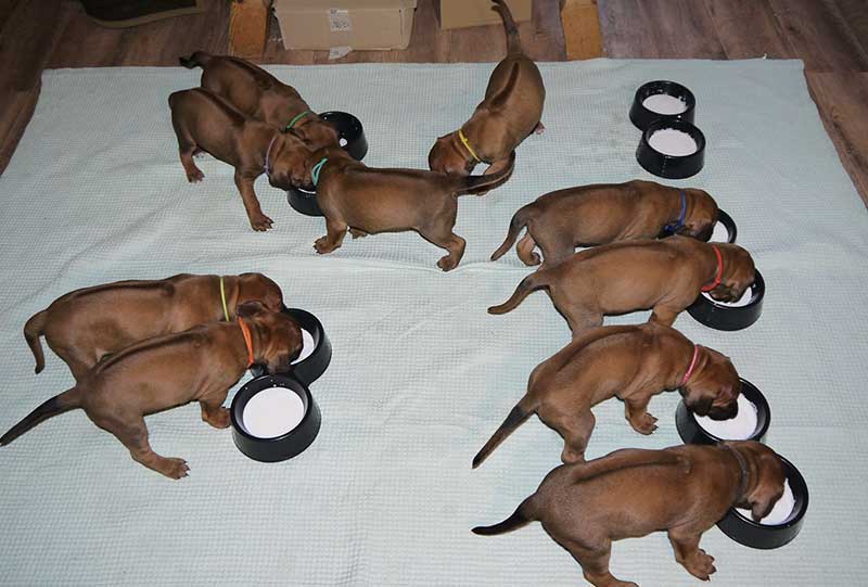 Die Welpen von Rhodesian Ridgeback Hündin Imuna in der vierten Lebenswoche