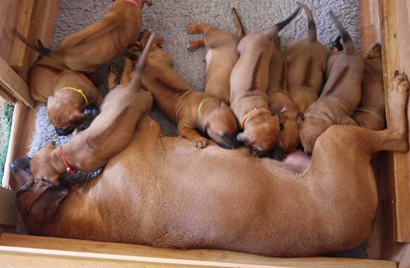 Die Welpen von Rhodesian Ridgeback Hündin Imuna in der vierten Lebenswoche