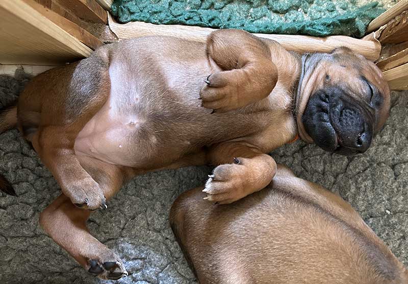 Die Welpen von Rhodesian Ridgeback Hündin Imuna in der vierten Lebenswoche