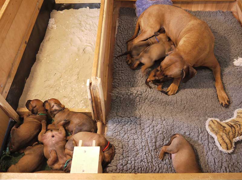 Die Welpen von Rhodesian Ridgeback Hündin Imuna in der vierten Lebenswoche