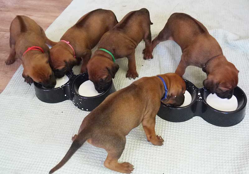 Die Welpen von Rhodesian Ridgeback Hündin Imuna in der vierten Lebenswoche