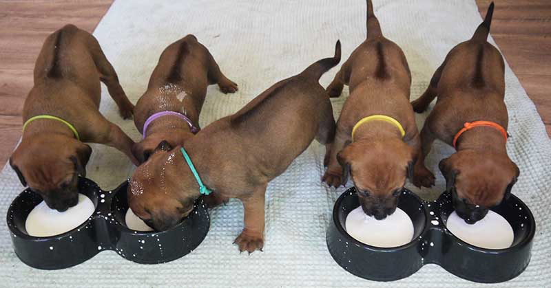 Die Welpen von Rhodesian Ridgeback Hündin Imuna in der vierten Lebenswoche