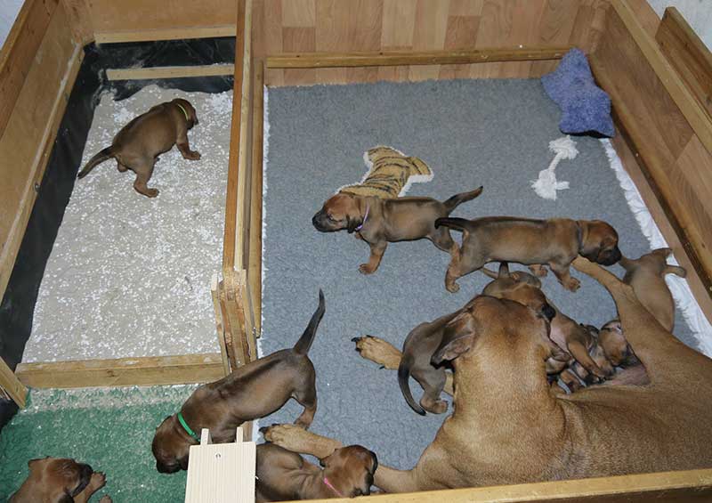 Die Welpen von Rhodesian Ridgeback Hündin Imuna in der vierten Lebenswoche