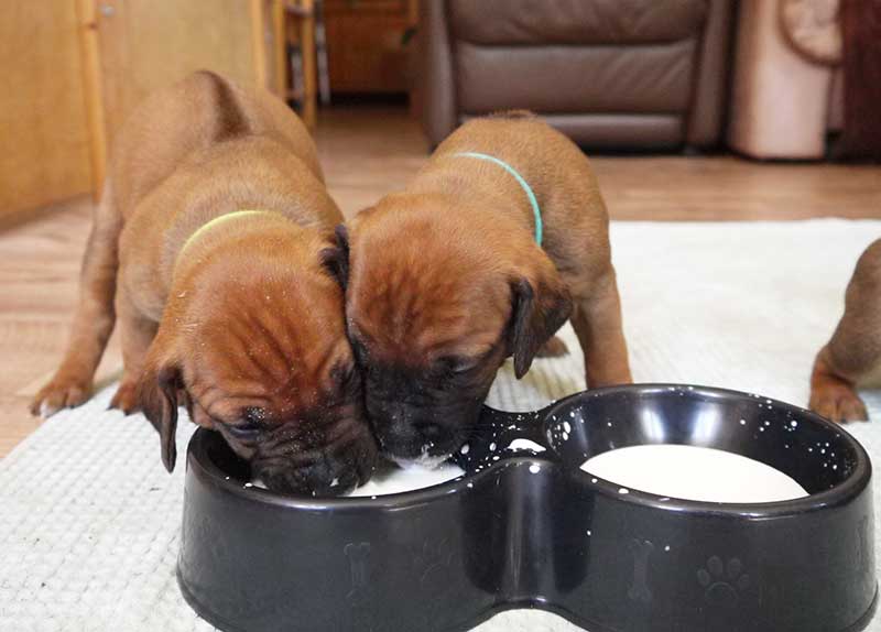 Die Welpen von Rhodesian Ridgeback Hündin Imuna in der vierten Lebenswoche