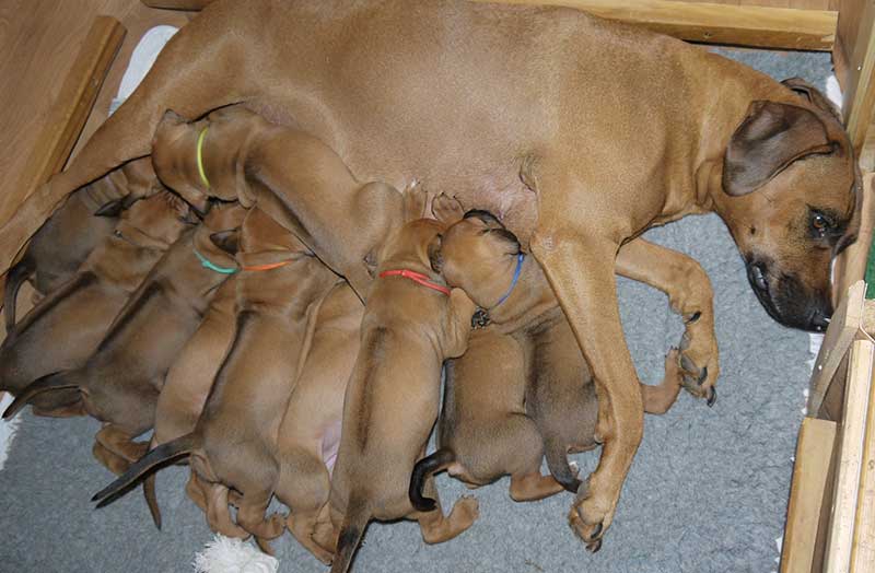Die Welpen von Rhodesian Ridgeback Hündin Imuna in der vierten Lebenswoche