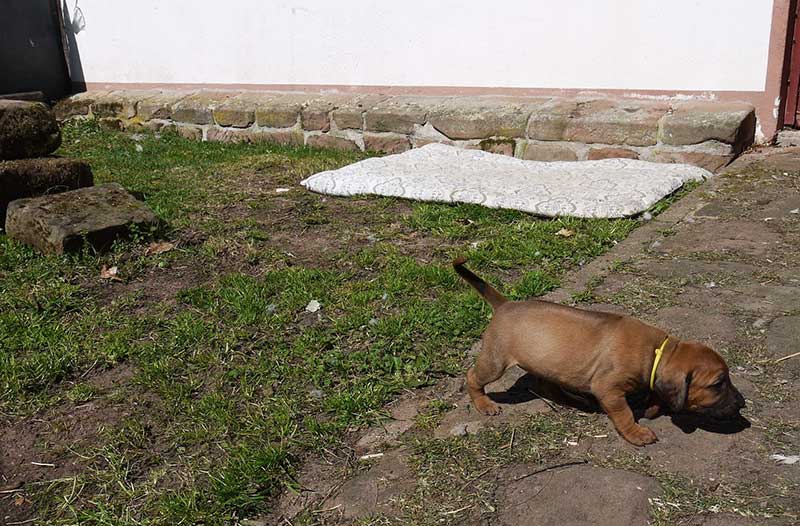 Die Welpen von Rhodesian Ridgeback Hündin Imuna in der vierten Lebenswoche