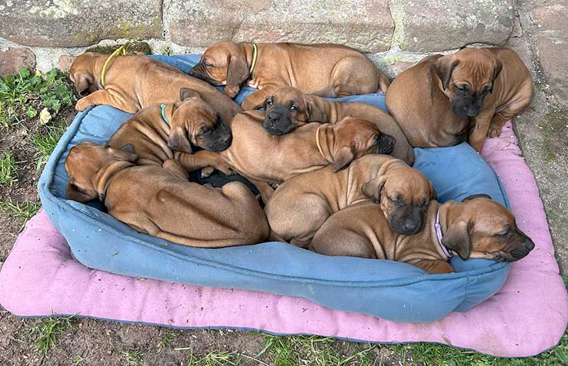Die Welpen von Rhodesian Ridgeback Hündin Imuna in der fünften Lebenswoche