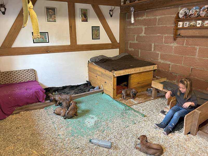 Die Welpen von Rhodesian Ridgeback Hündin Imuna in der fünften Lebenswoche