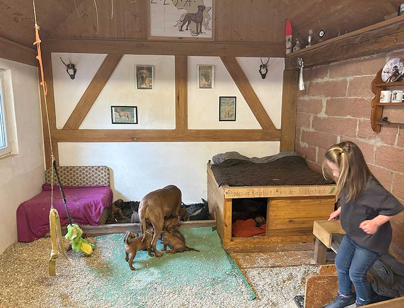 Die Welpen von Rhodesian Ridgeback Hündin Imuna in der fünften Lebenswoche