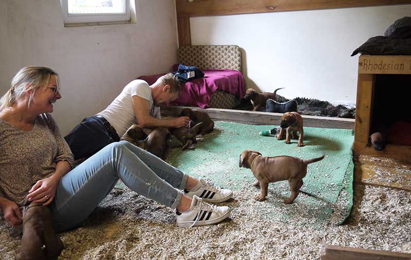 Die Welpen von Rhodesian Ridgeback Hündin Imuna in der fünften Lebenswoche