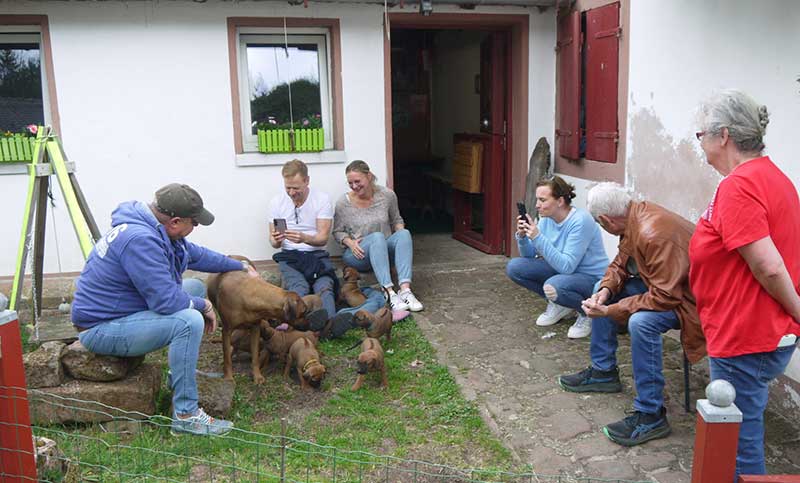 Die Welpen von Rhodesian Ridgeback Hündin Imuna in der fünften Lebenswoche