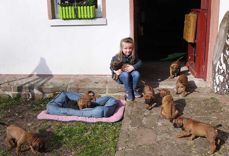 Die Welpen von Rhodesian Ridgeback Hündin Imuna in der fünften Lebenswoche