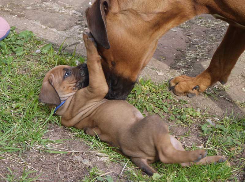 Die Welpen von Rhodesian Ridgeback Hündin Imuna in der fünften Lebenswoche