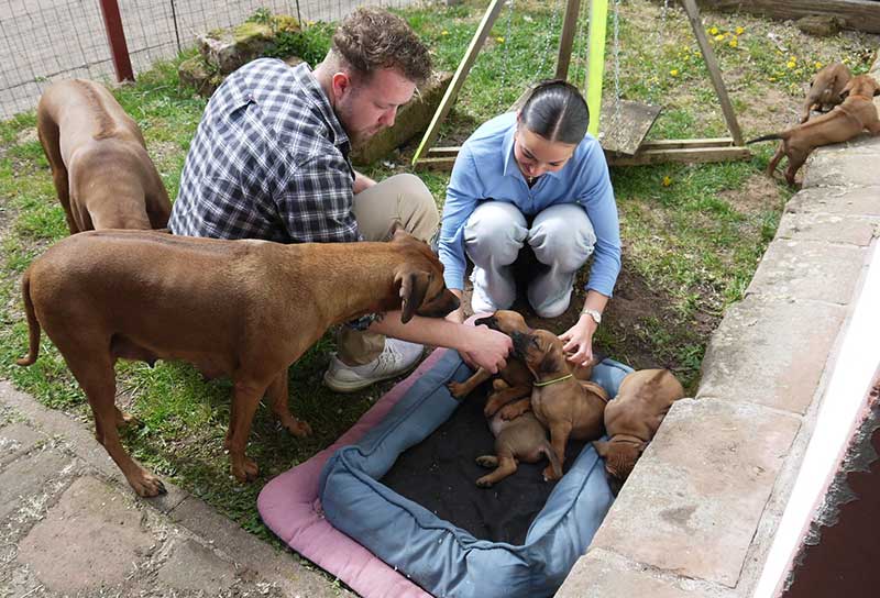Die Welpen von Rhodesian Ridgeback Hündin Imuna in der fünften Lebenswoche
