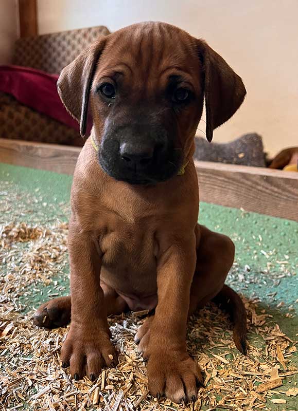Die Welpen von Rhodesian Ridgeback Hündin Imuna in der sechsten Lebenswoche