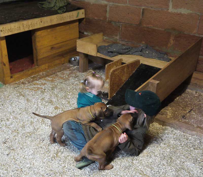 Die Welpen von Rhodesian Ridgeback Hündin Imuna in der sechsten Lebenswoche