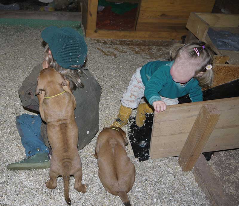 Die Welpen von Rhodesian Ridgeback Hündin Imuna in der sechsten Lebenswoche