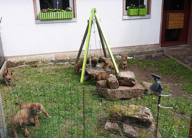 Die Welpen von Rhodesian Ridgeback Hündin Imuna in der sechsten Lebenswoche