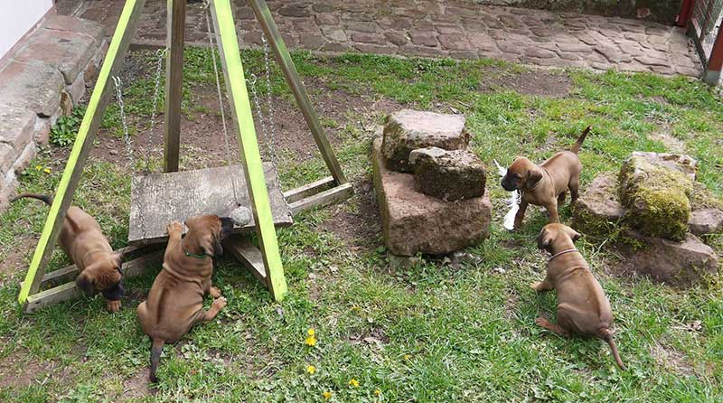 Die Welpen von Rhodesian Ridgeback Hündin Imuna in der sechsten Lebenswoche