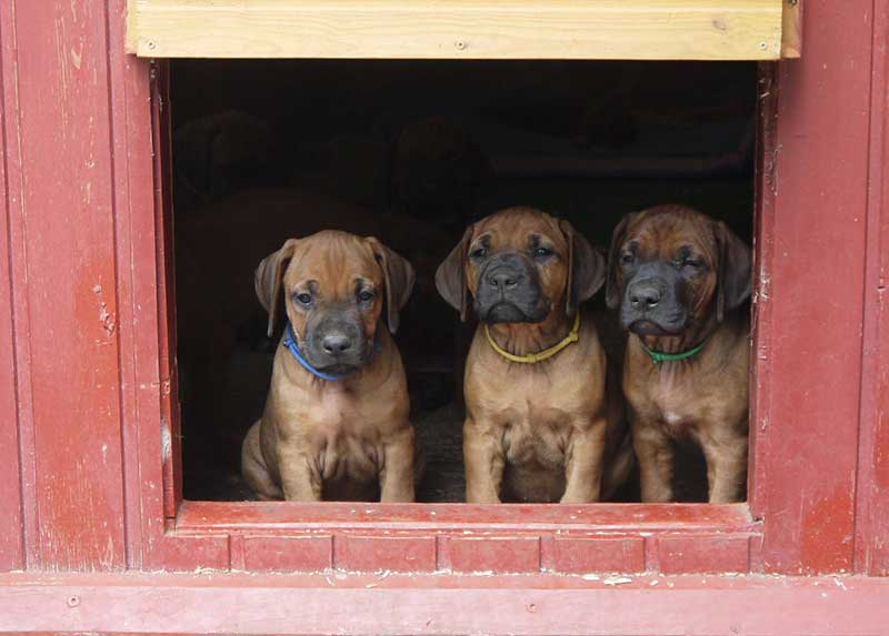 Die Welpen von Rhodesian Ridgeback Hündin Imuna in der siebten Lebenswoche