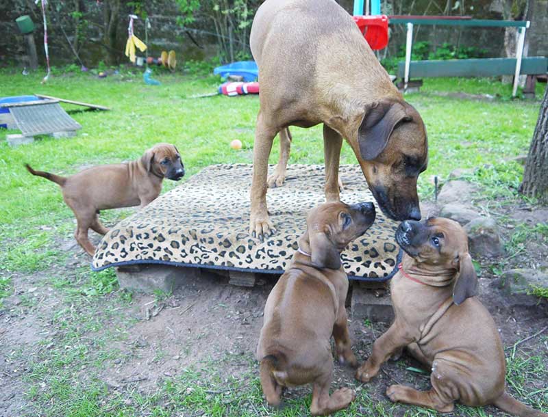 Die Welpen von Rhodesian Ridgeback Hündin Imuna in der siebten Lebenswoche