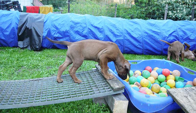 Die Welpen von Rhodesian Ridgeback Hündin Imuna in der siebten Lebenswoche