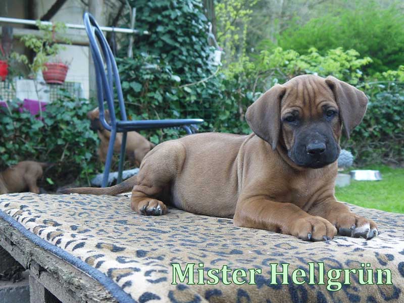 Die Welpen von Rhodesian Ridgeback Hündin Imuna in der siebten Lebenswoche